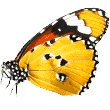 https://corkpaws.com/wp-content/uploads/2019/08/butterfly.png