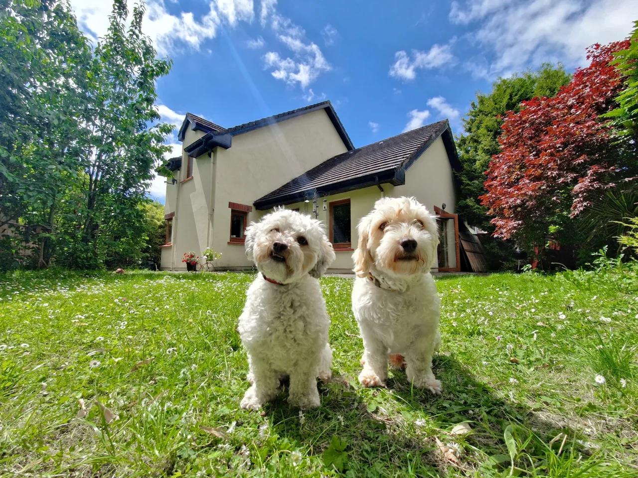 Board dogs shop in your home