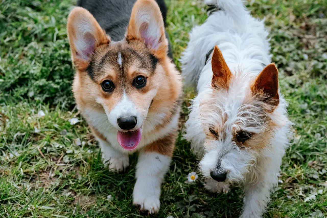 Boarding a online puppy